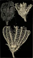 An illustration from The microscope and its revelations (1881)