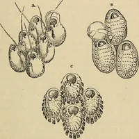 An illustration from The microscope and its revelations (1881)