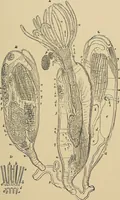 An illustration from The microscope and its revelations (1881)