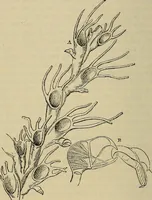 An illustration from The microscope and its revelations (1881)
