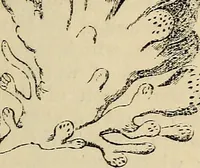 An illustration from The microscope and its revelations (1881)