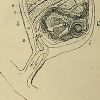 An illustration from The microscope and its revelations (1881)