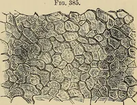 An illustration from The microscope and its revelations (1881)