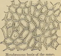An illustration from The microscope and its revelations (1881)