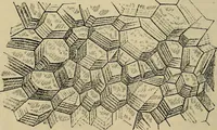 An illustration from The microscope and its revelations (1881)