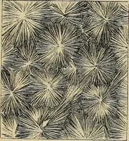 An illustration from The microscope and its revelations (1881)