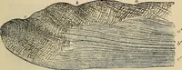 An illustration from The microscope and its revelations (1881)