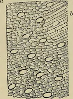 An illustration from The microscope and its revelations (1881)
