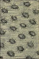 An illustration from The microscope and its revelations (1881)