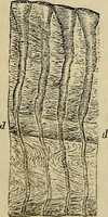 An illustration from The microscope and its revelations (1881)