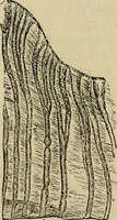 An illustration from The microscope and its revelations (1881)