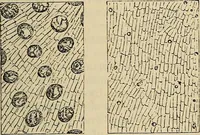 An illustration from The microscope and its revelations (1881)