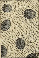 Picture 434 of 554 from The microscope and its revelations (1881), leaf 760