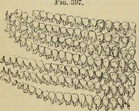 An illustration from The microscope and its revelations (1881)