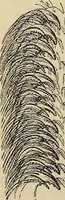 An illustration from The microscope and its revelations (1881)