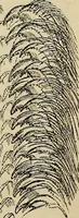 An illustration from The microscope and its revelations (1881)