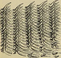 An illustration from The microscope and its revelations (1881)