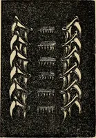 An illustration from The microscope and its revelations (1881)