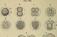 An illustration from The microscope and its revelations (1881)