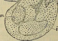 An illustration from The microscope and its revelations (1881)
