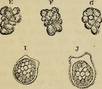 An illustration from The microscope and its revelations (1881)