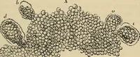 An illustration from The microscope and its revelations (1881)