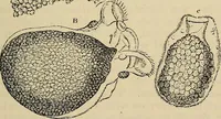 An illustration from The microscope and its revelations (1881)