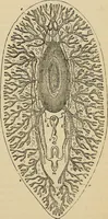 An illustration from The microscope and its revelations (1881)