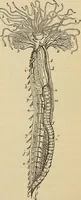 An illustration from The microscope and its revelations (1881)