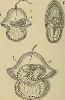 An illustration from The microscope and its revelations (1881)