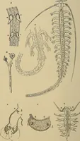 An illustration from The microscope and its revelations (1881)