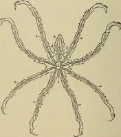 An illustration from The microscope and its revelations (1881)