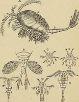 An illustration from The microscope and its revelations (1881)