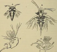 An illustration from The microscope and its revelations (1881)