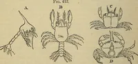 An illustration from The microscope and its revelations (1881)