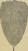 Picture 457 of 554 from The microscope and its revelations (1881), leaf 813