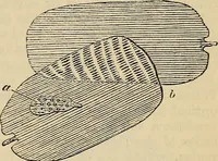 An illustration from The microscope and its revelations (1881)