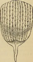 An illustration from The microscope and its revelations (1881)