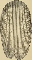 An illustration from The microscope and its revelations (1881)