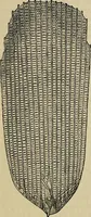 An illustration from The microscope and its revelations (1881)