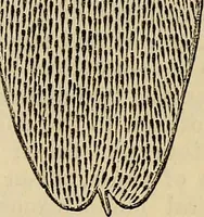 An illustration from The microscope and its revelations (1881)