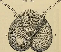 An illustration from The microscope and its revelations (1881)