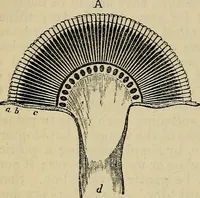 An illustration from The microscope and its revelations (1881)