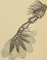 An illustration from The microscope and its revelations (1881)