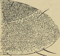An illustration from The microscope and its revelations (1881)