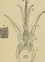 An illustration from The microscope and its revelations (1881)