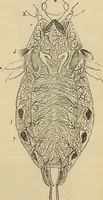 An illustration from The microscope and its revelations (1881)