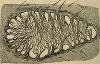An illustration from The microscope and its revelations (1881)