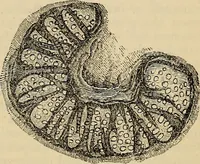 An illustration from The microscope and its revelations (1881)