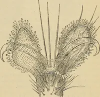 An illustration from The microscope and its revelations (1881)